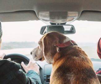 image of How to Drive Safely With Toddlers and Pets